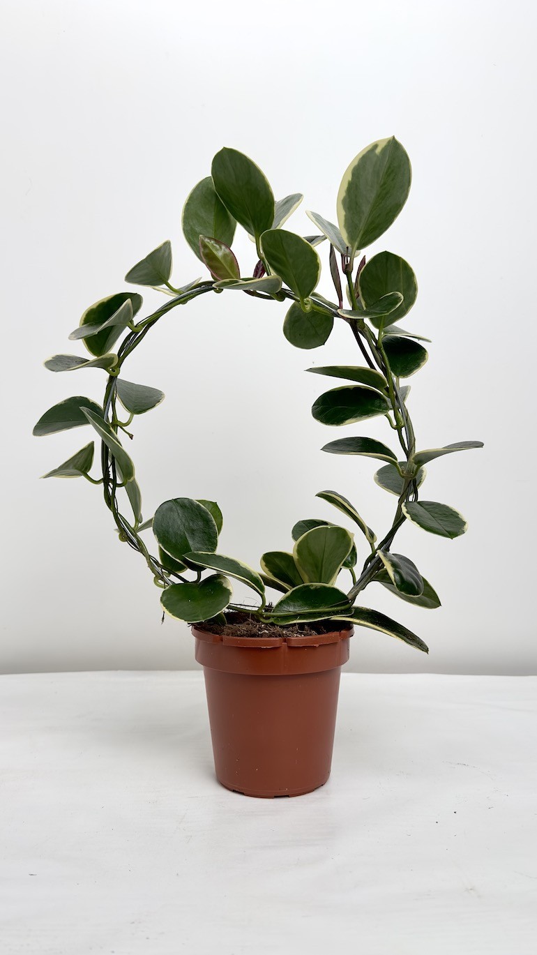 Hoya australis blondie-Hoya na kole