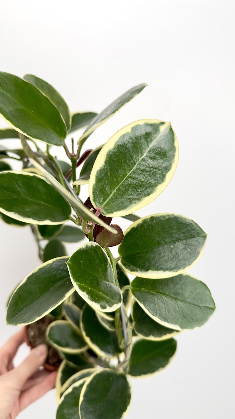 Hoya australis blondie-Hoya na kole