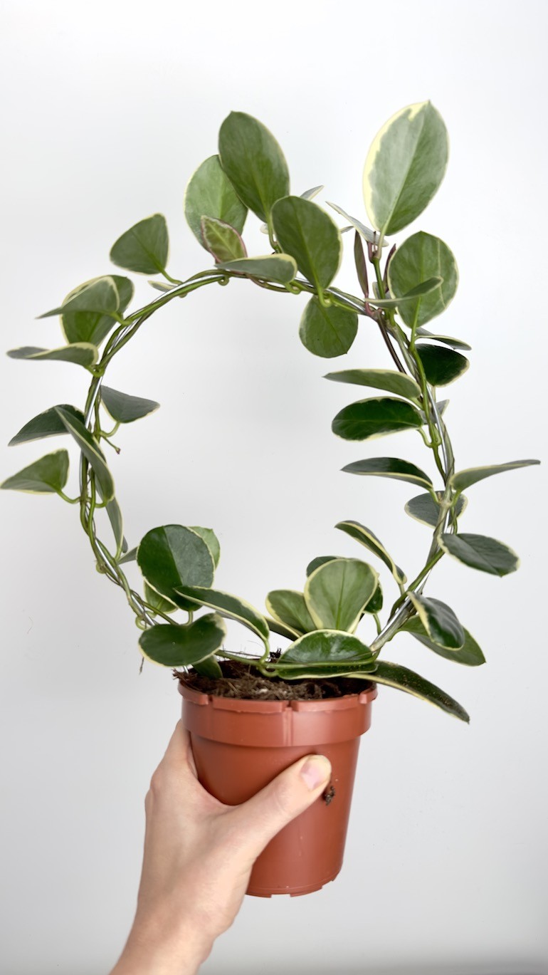 Hoya australis blondie-Hoya na kole