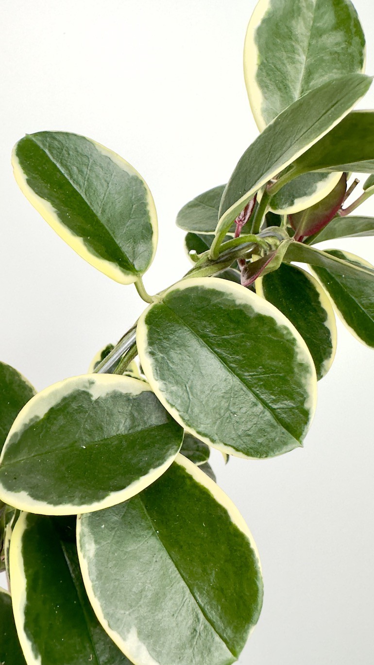 Hoya australis blondie-Hoya na kole