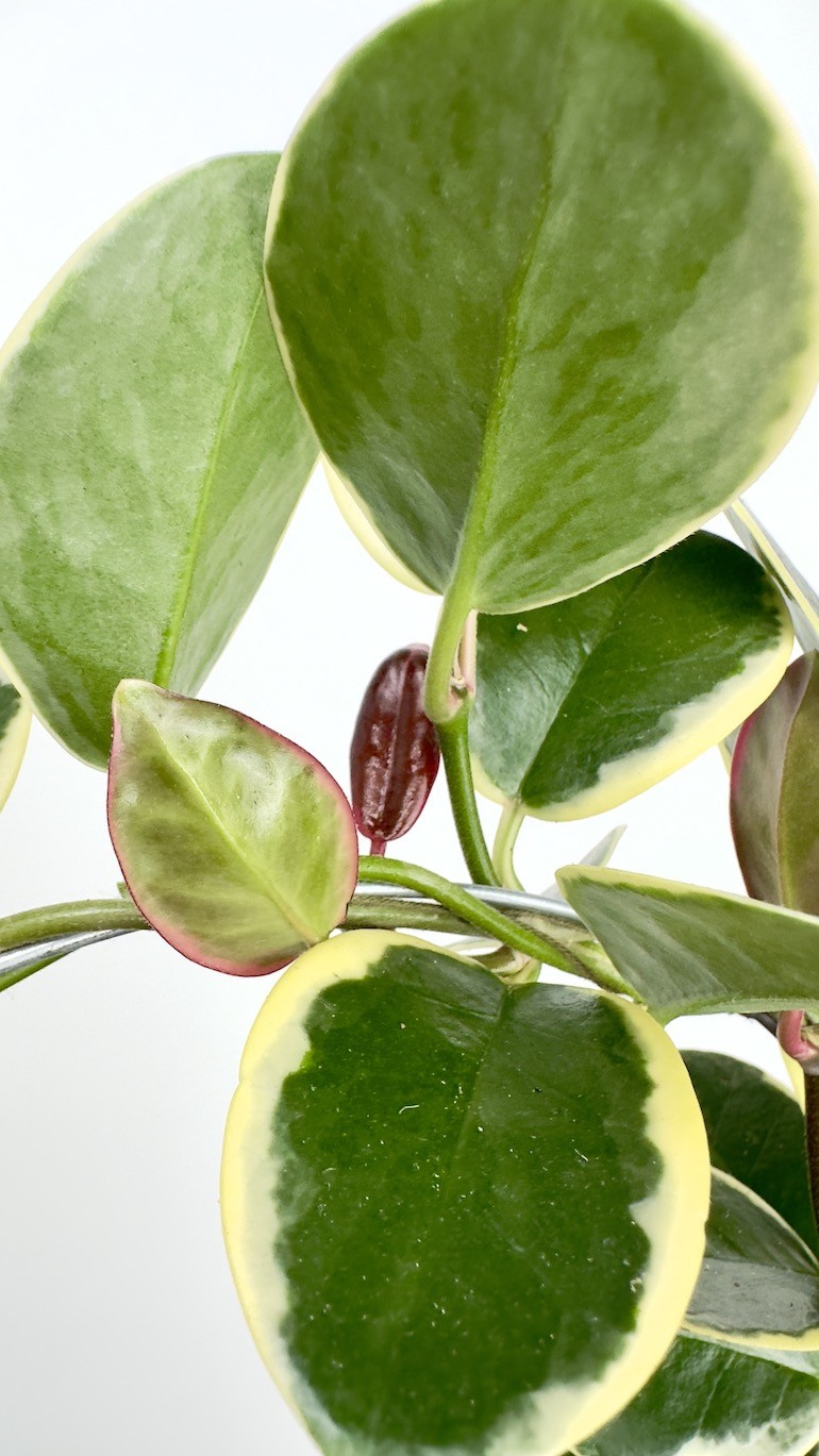 Hoya australis blondie-Hoya na kole