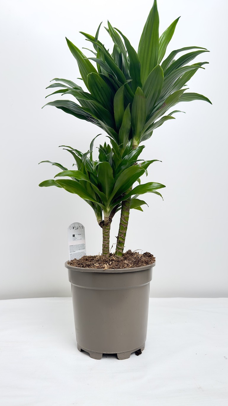 Dracaena fragrans compa-Roślina idealna do domu!
