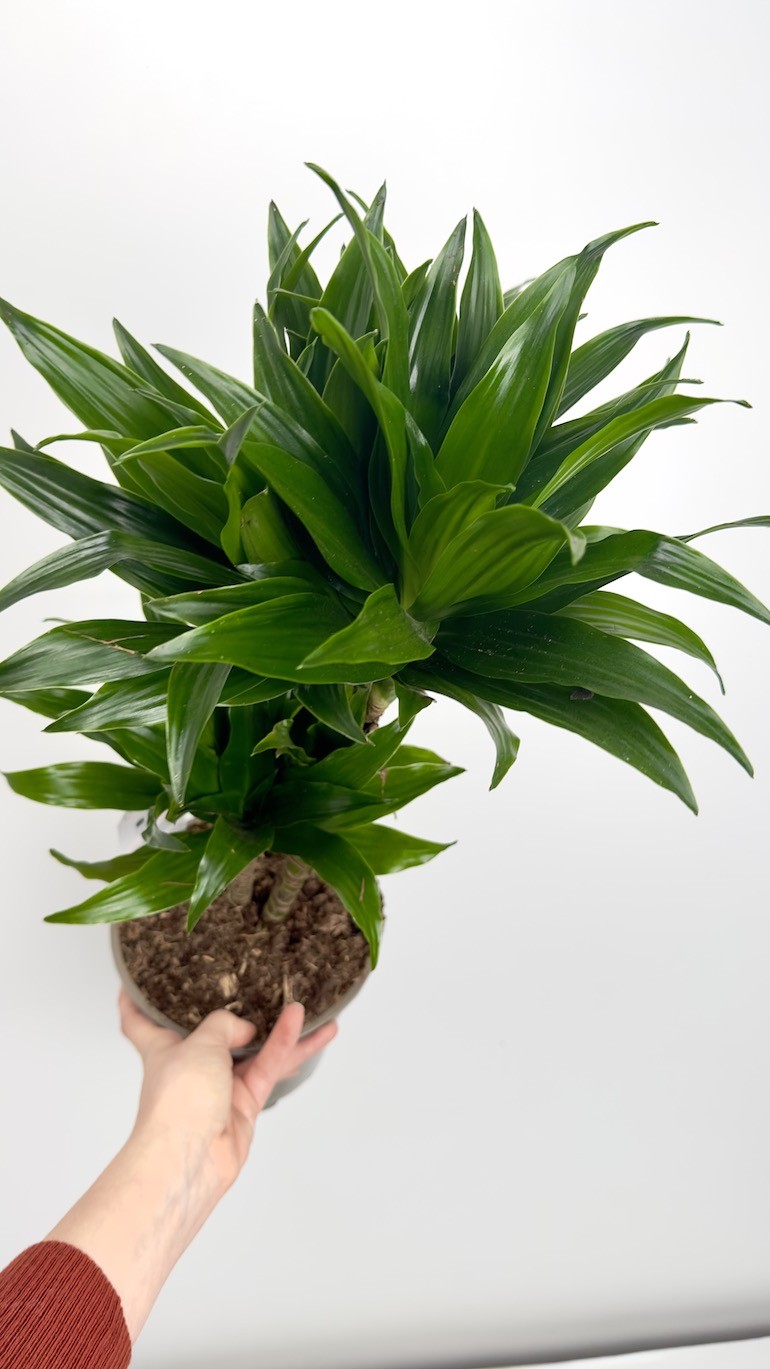Dracaena fragrans compa-Roślina idealna do domu!
