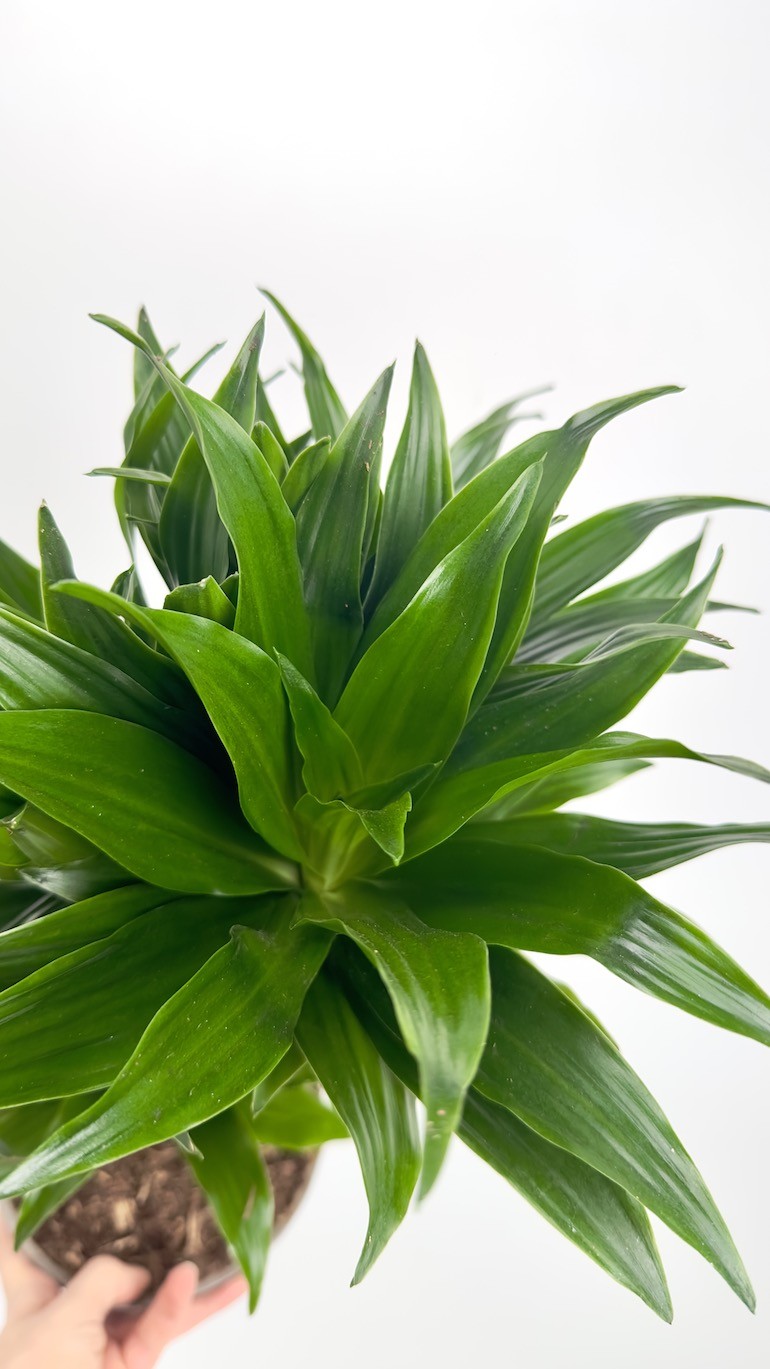 Dracaena fragrans compa-Roślina idealna do domu!