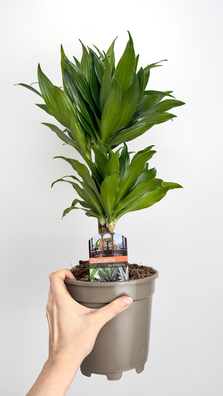 Dracaena fragrans compa-Roślina idealna do domu!