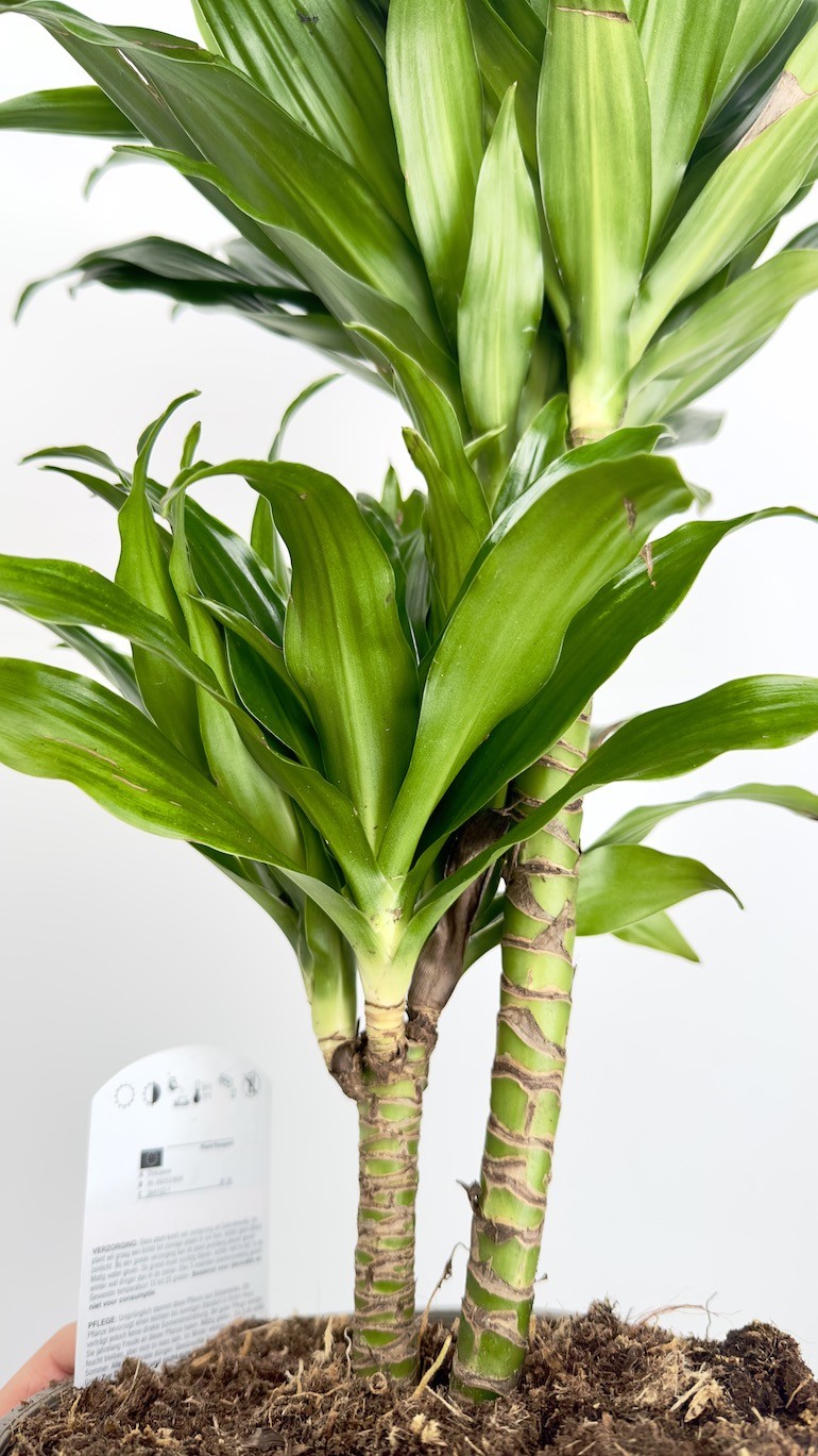 Dracaena fragrans compa-Roślina idealna do domu!