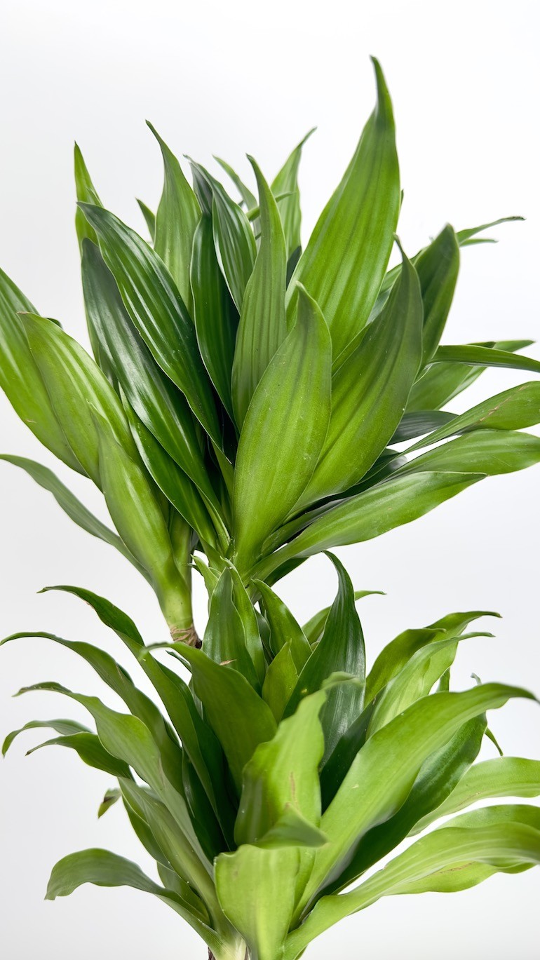 Dracaena fragrans compa-Roślina idealna do domu!