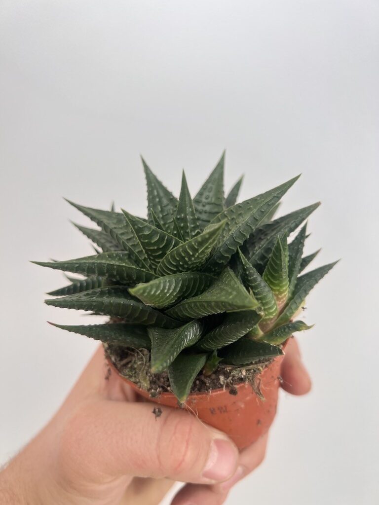 Haworthia Limifolia