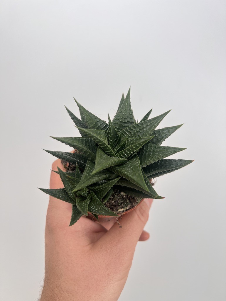 Haworthia Limifolia