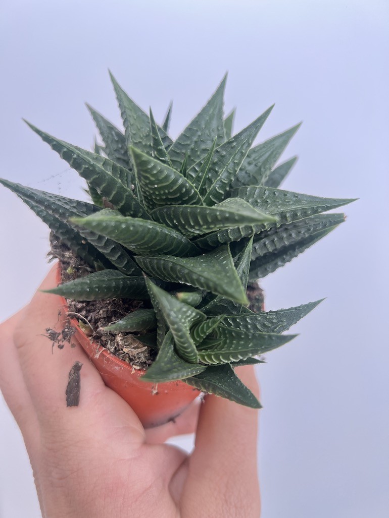 Haworthia Limifolia