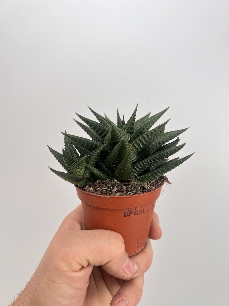 Haworthia Limifolia