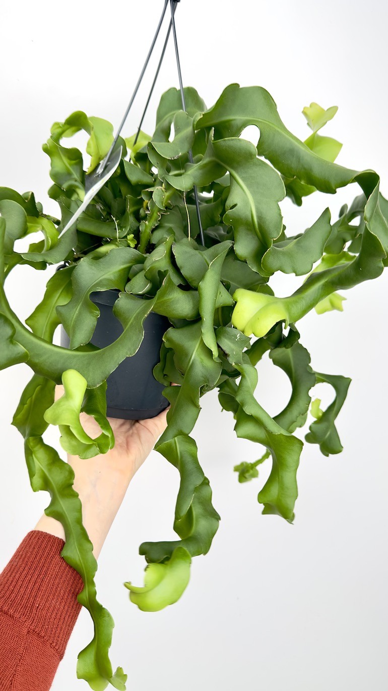 Epiphyllum monstrose