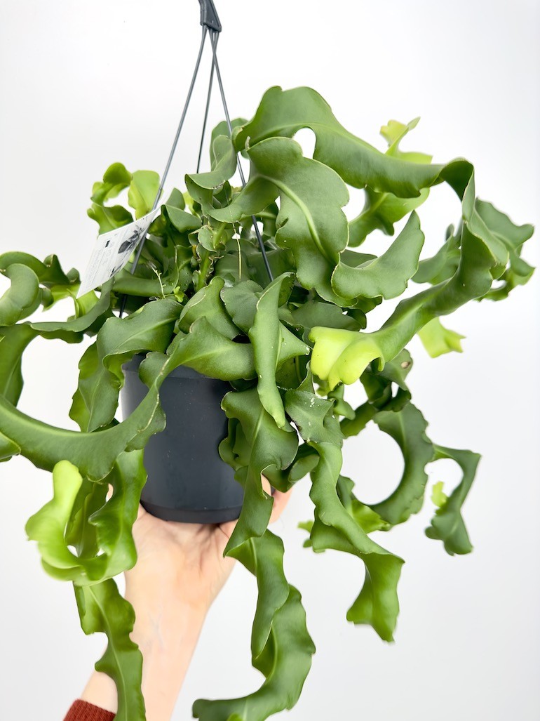 Epiphyllum monstrose