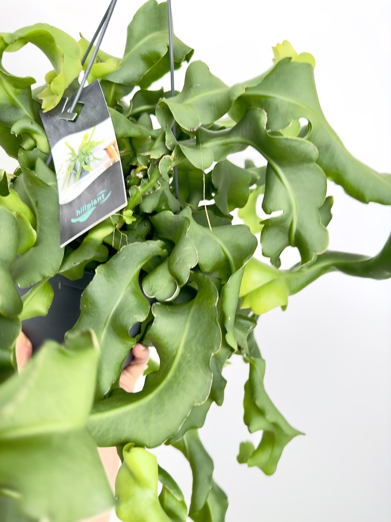 Epiphyllum monstrose