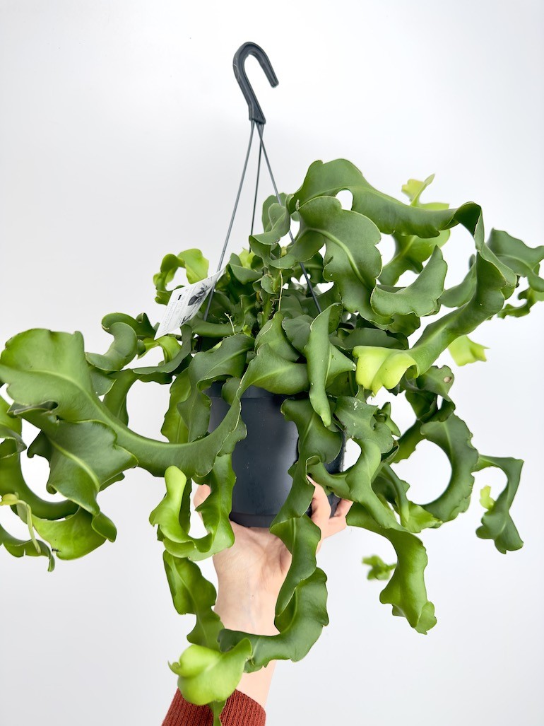 Epiphyllum monstrose