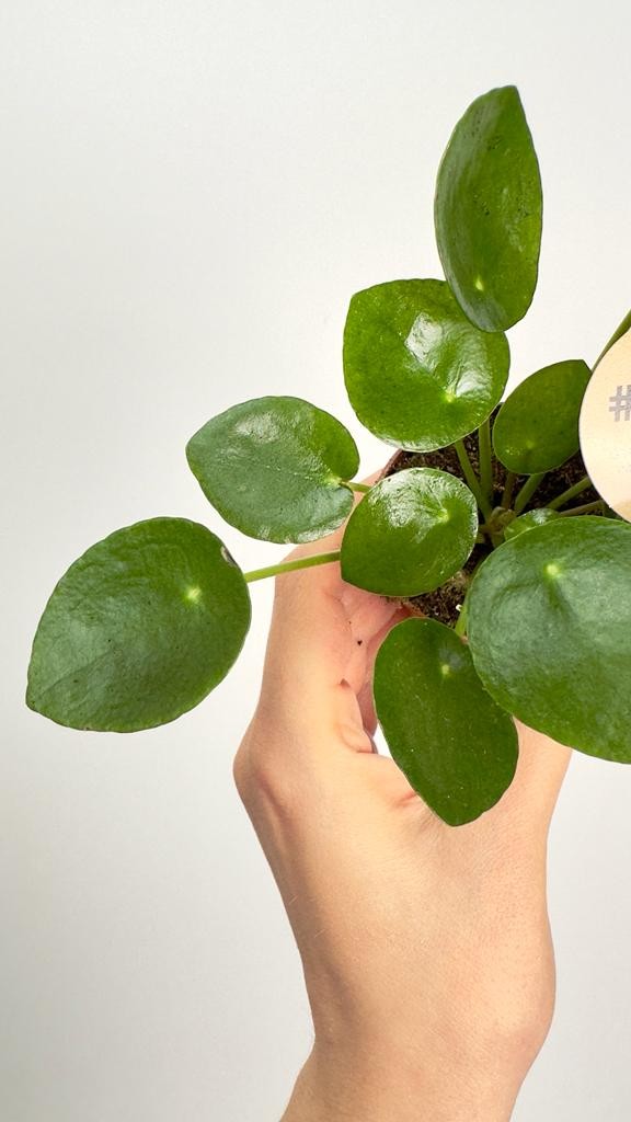 Pilea peperomoides | pieniążek