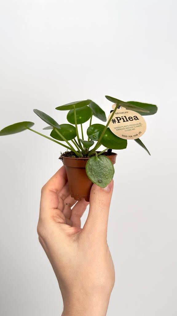 Pilea Peperomoides