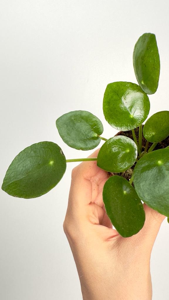 Pilea Peperomoides