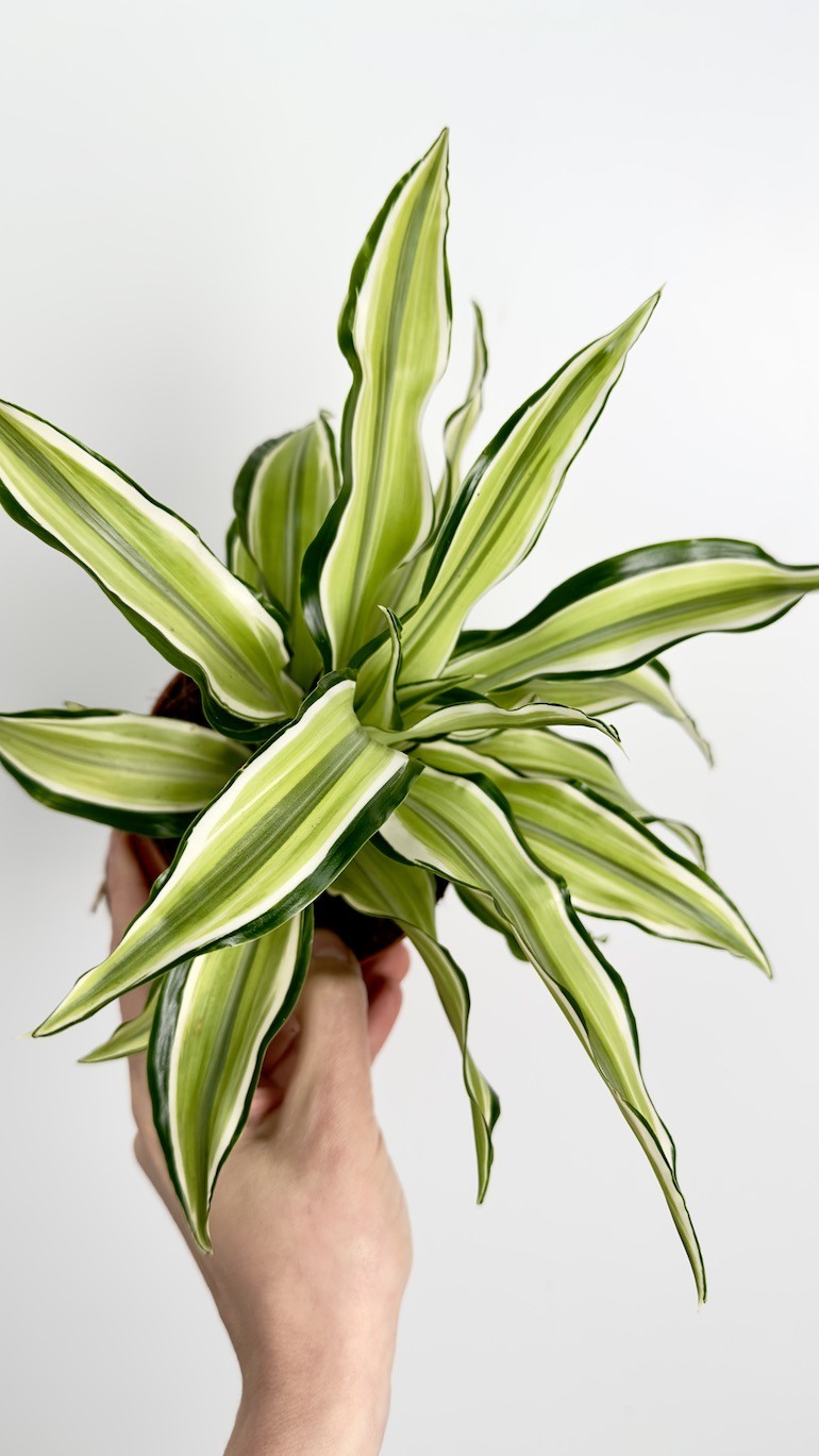 Dracaena Malaika piękny okaz do Twojego domu