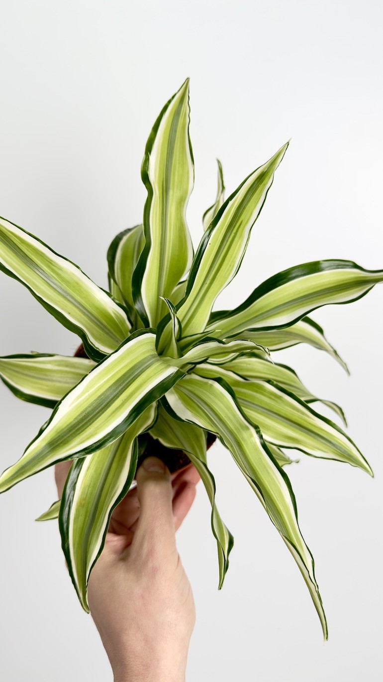 Dracaena Malaika piękny okaz do Twojego domu