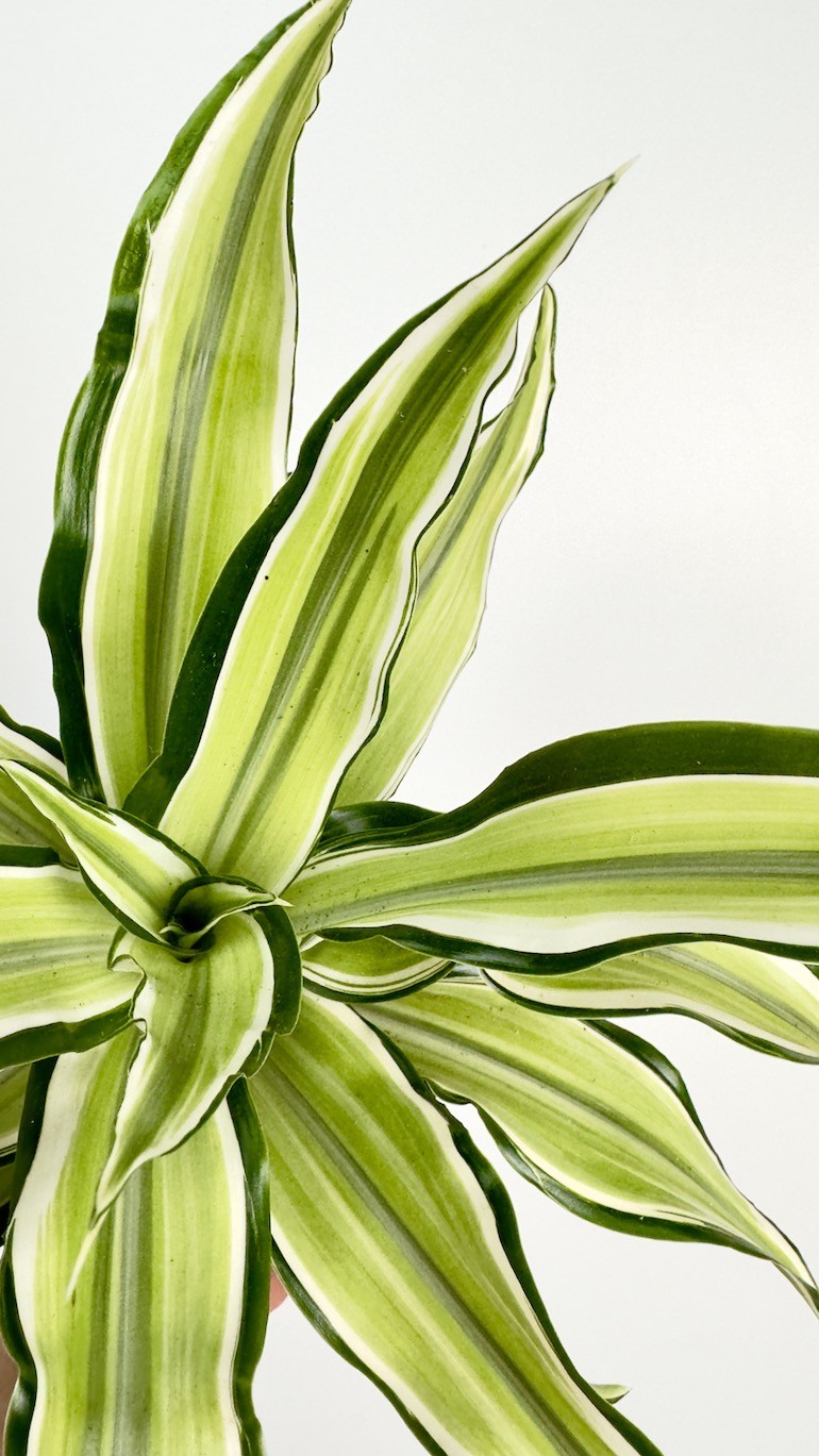 Dracaena Malaika piękny okaz do Twojego domu