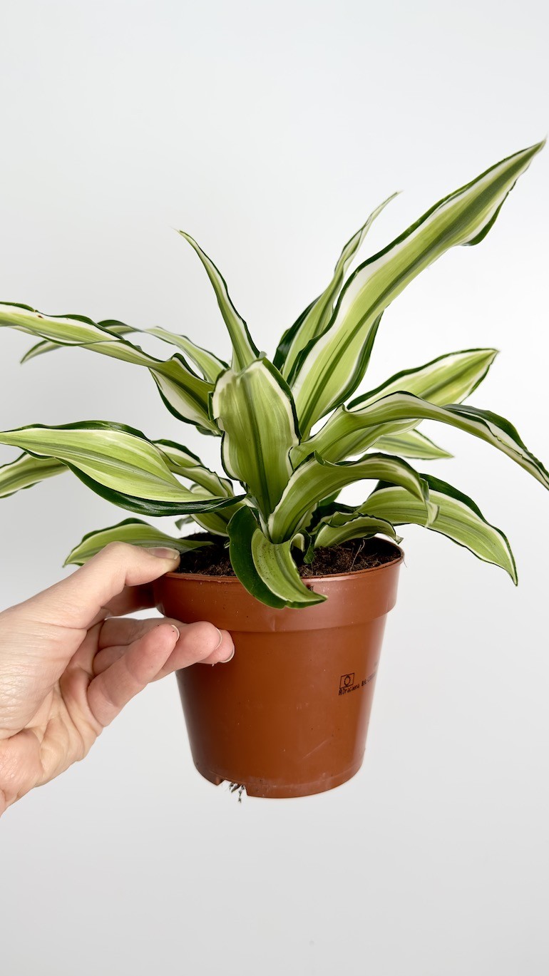 Dracaena Malaika piękny okaz do Twojego domu