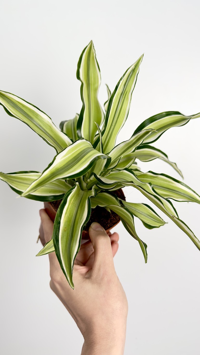 Dracaena Malaika piękny okaz do Twojego domu