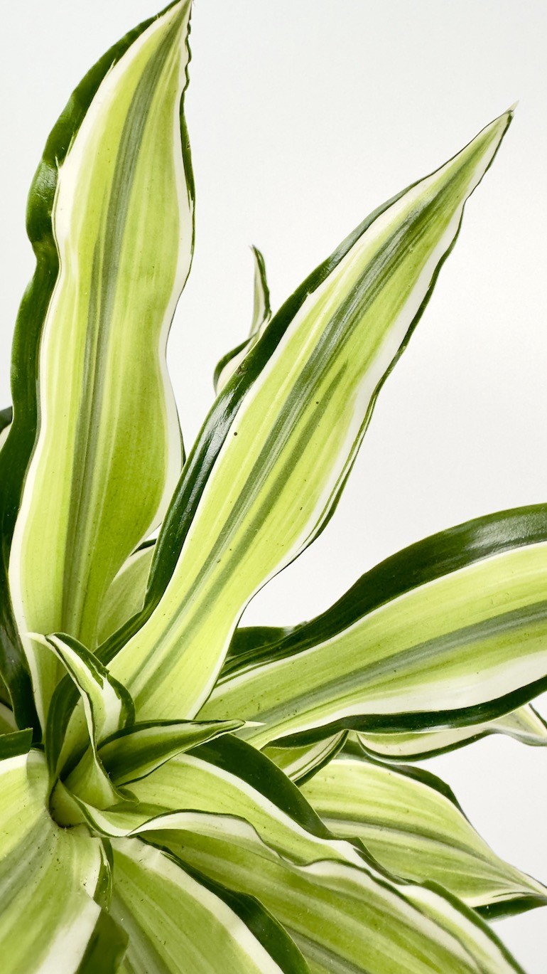 Dracaena Malaika piękny okaz do Twojego domu