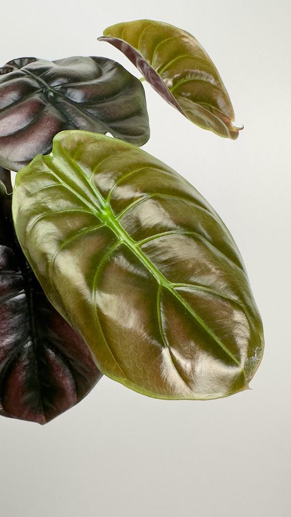Alocasia Red Secret