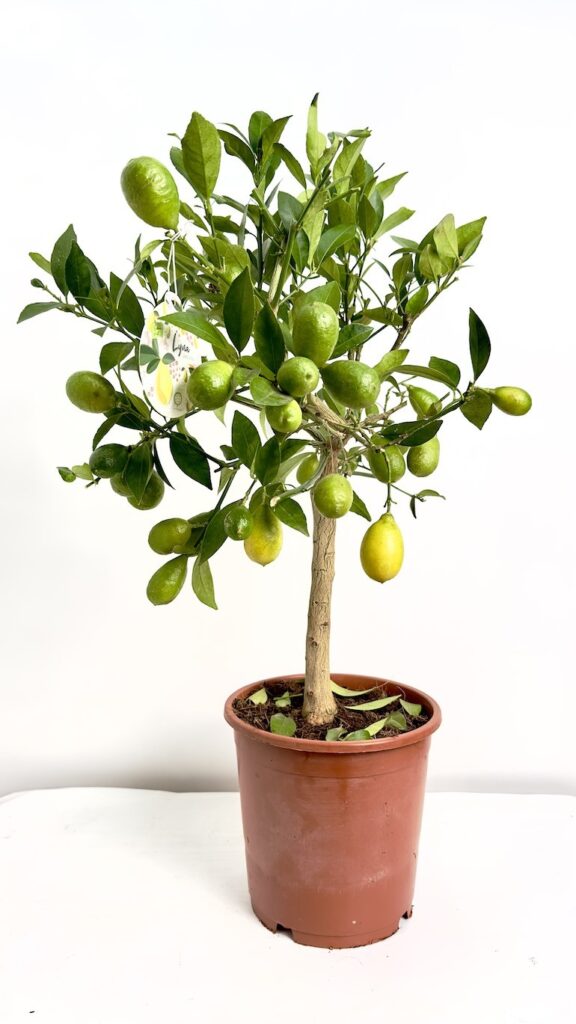 Citrofortunella floridana