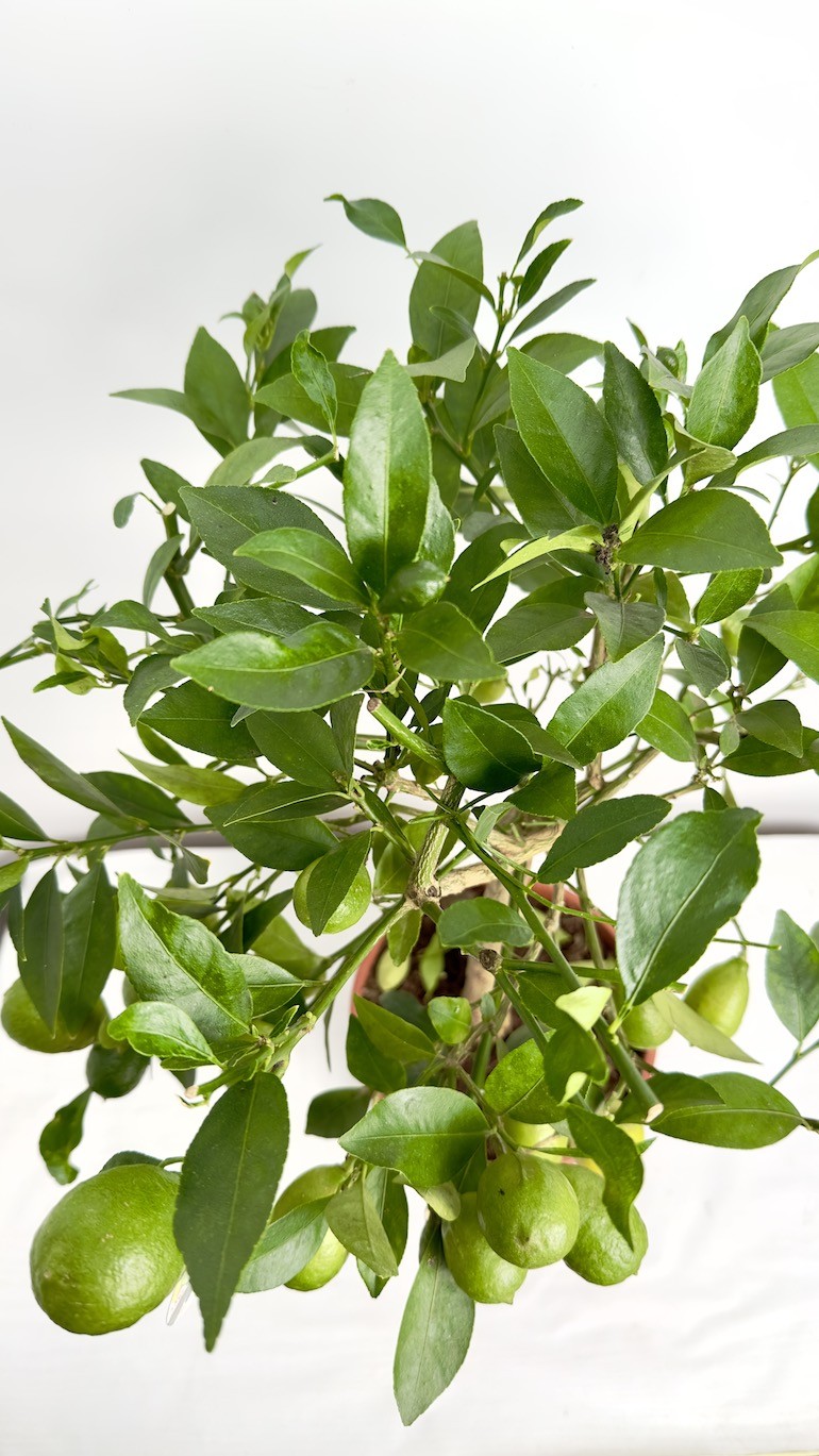 Citrofortunella floridana