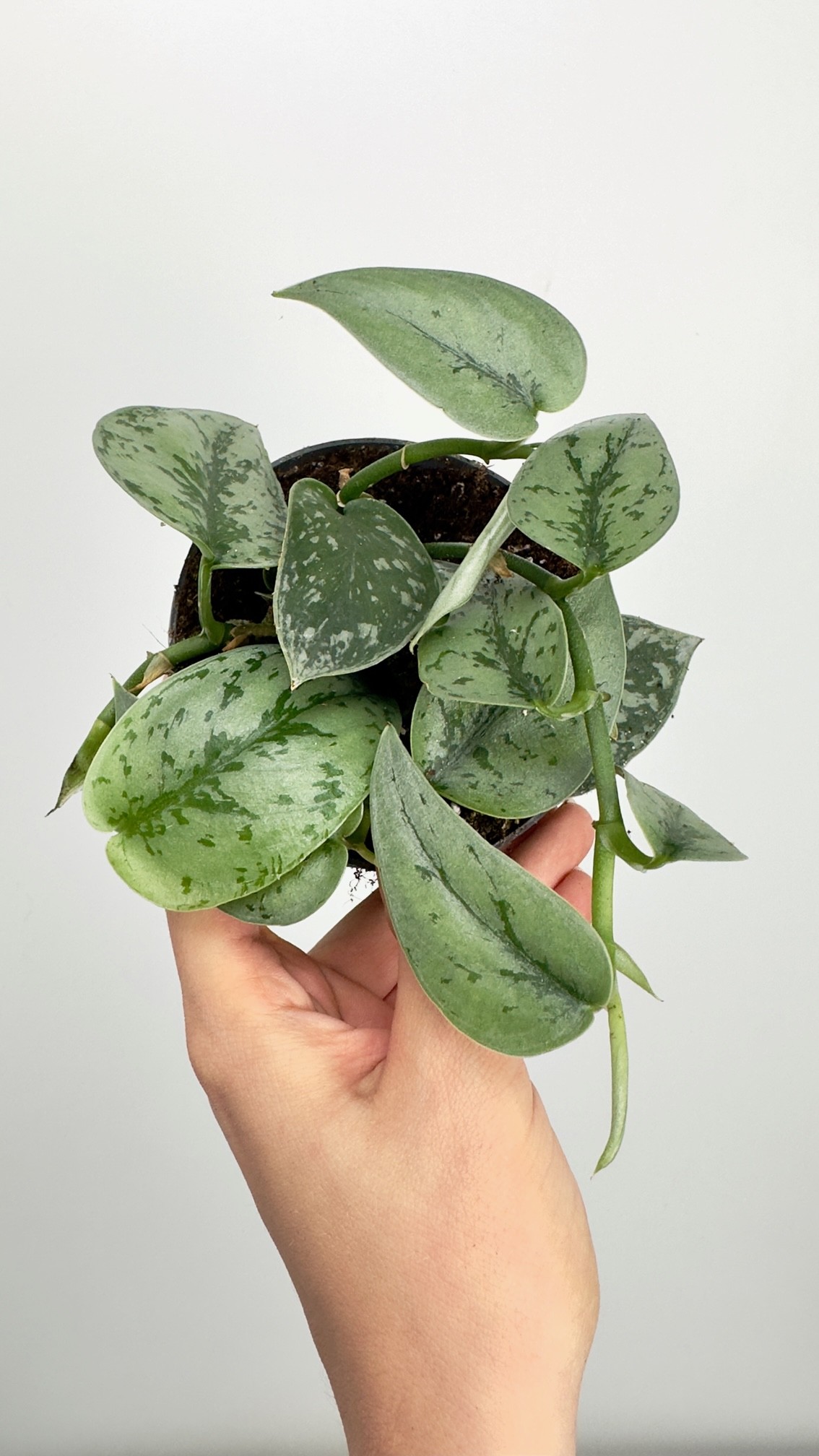 Scindapsus Silver Lady | Mała Sadzonka