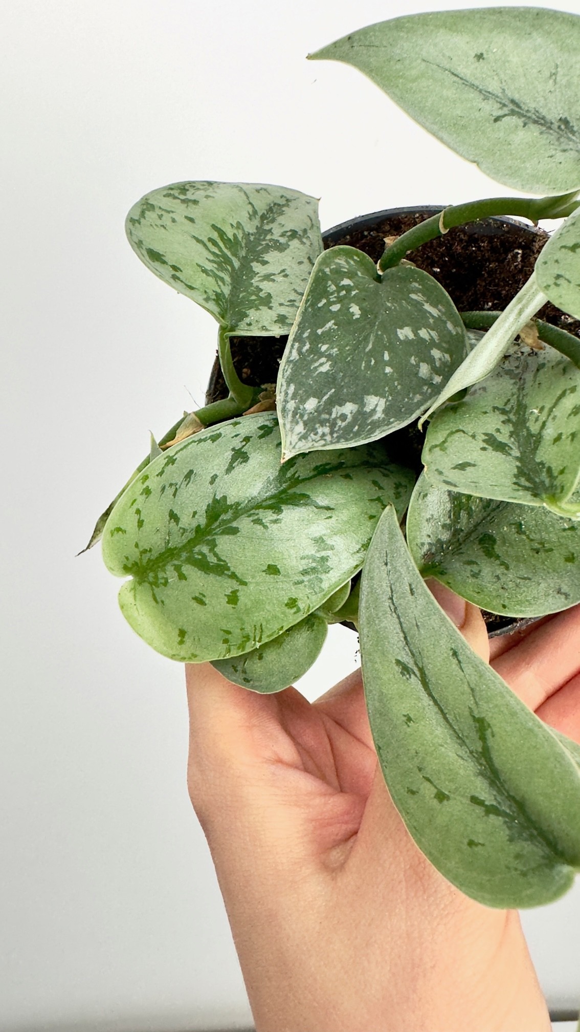 Scindapsus Silver Lady | Mała Sadzonka