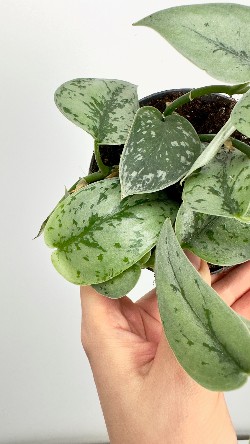 Scindapsus Silver Lady | Mała Sadzonka