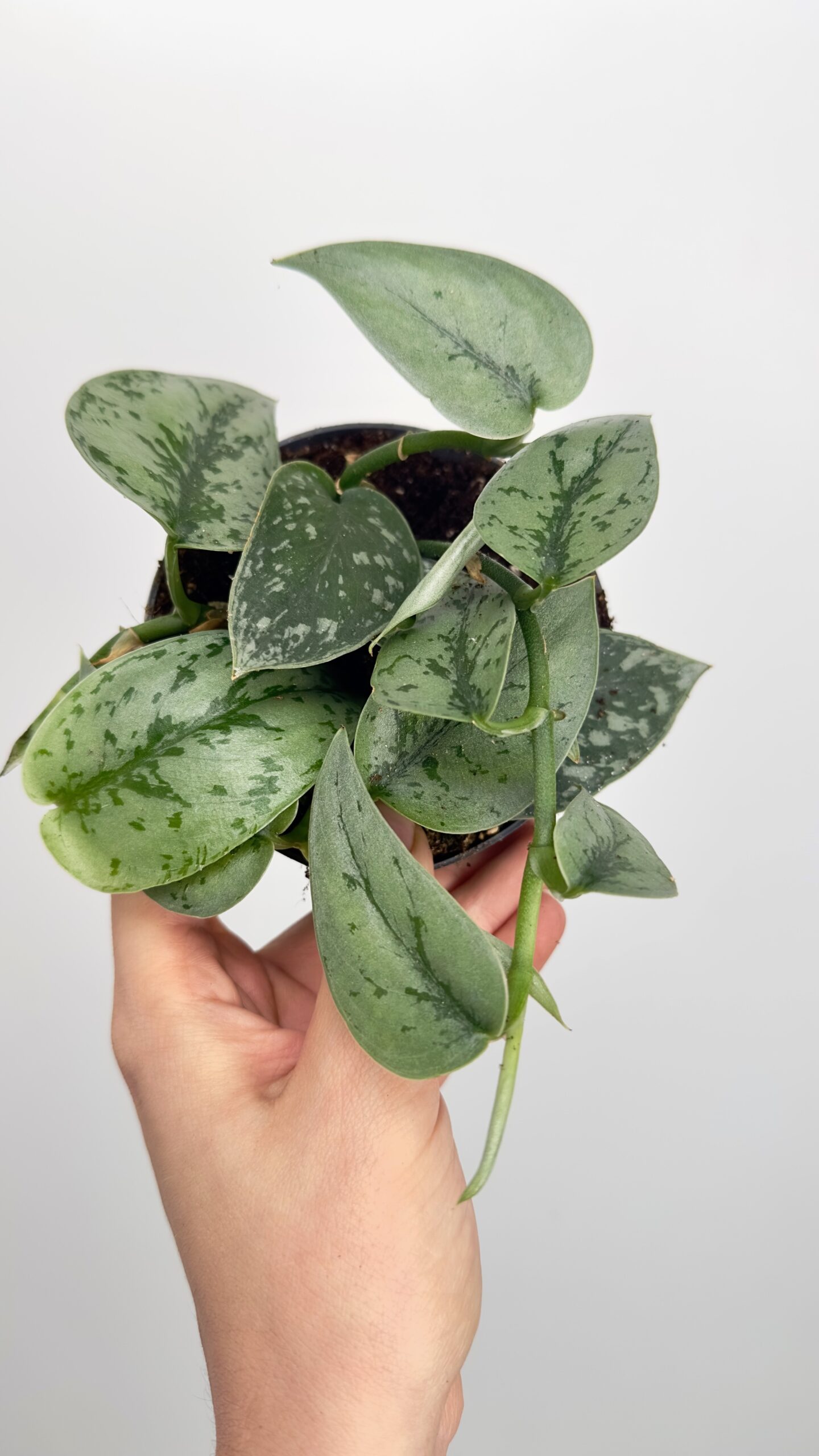 Scindapsus Silver Lady | Mała Sadzonka