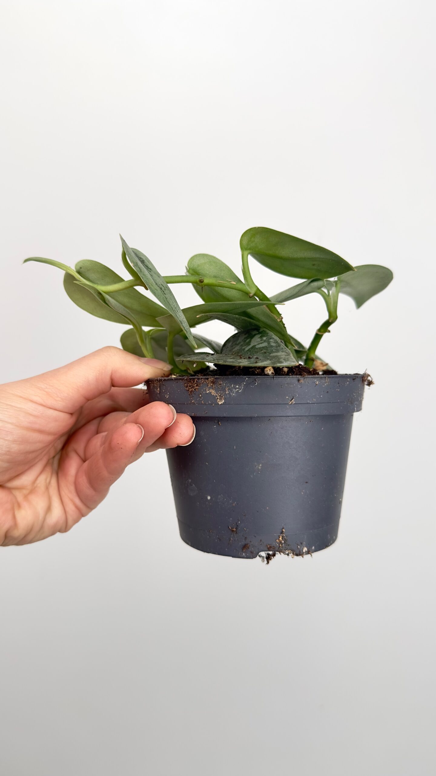 Scindapsus Silver Lady | Mała Sadzonka