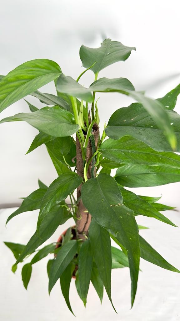 Epipremnum Pinnatum Skeleton Key