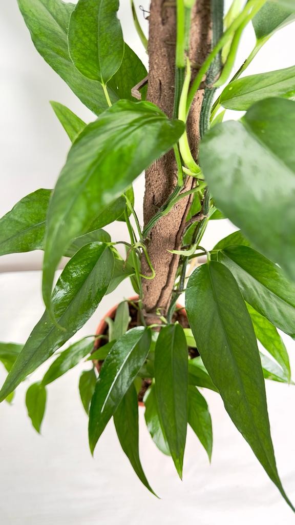 Epipremnum Pinnatum Skeleton Key