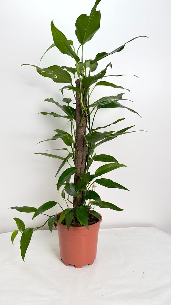 Epipremnum Pinnatum Skeleton Key