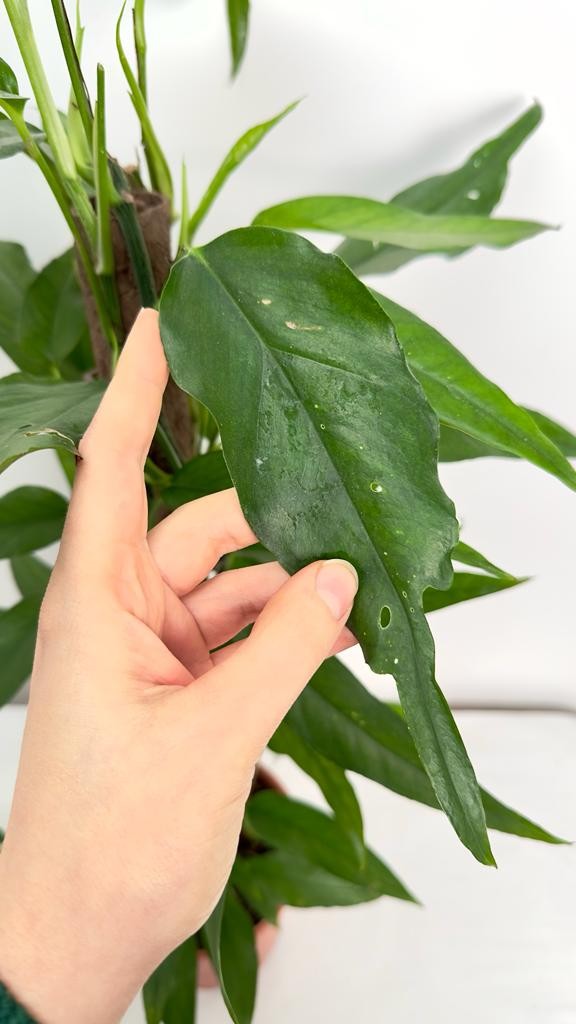 Epipremnum Pinnatum Skeleton Key