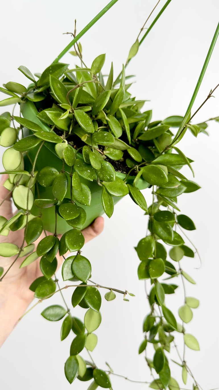 Hoya Picta | Wisząca Hoya