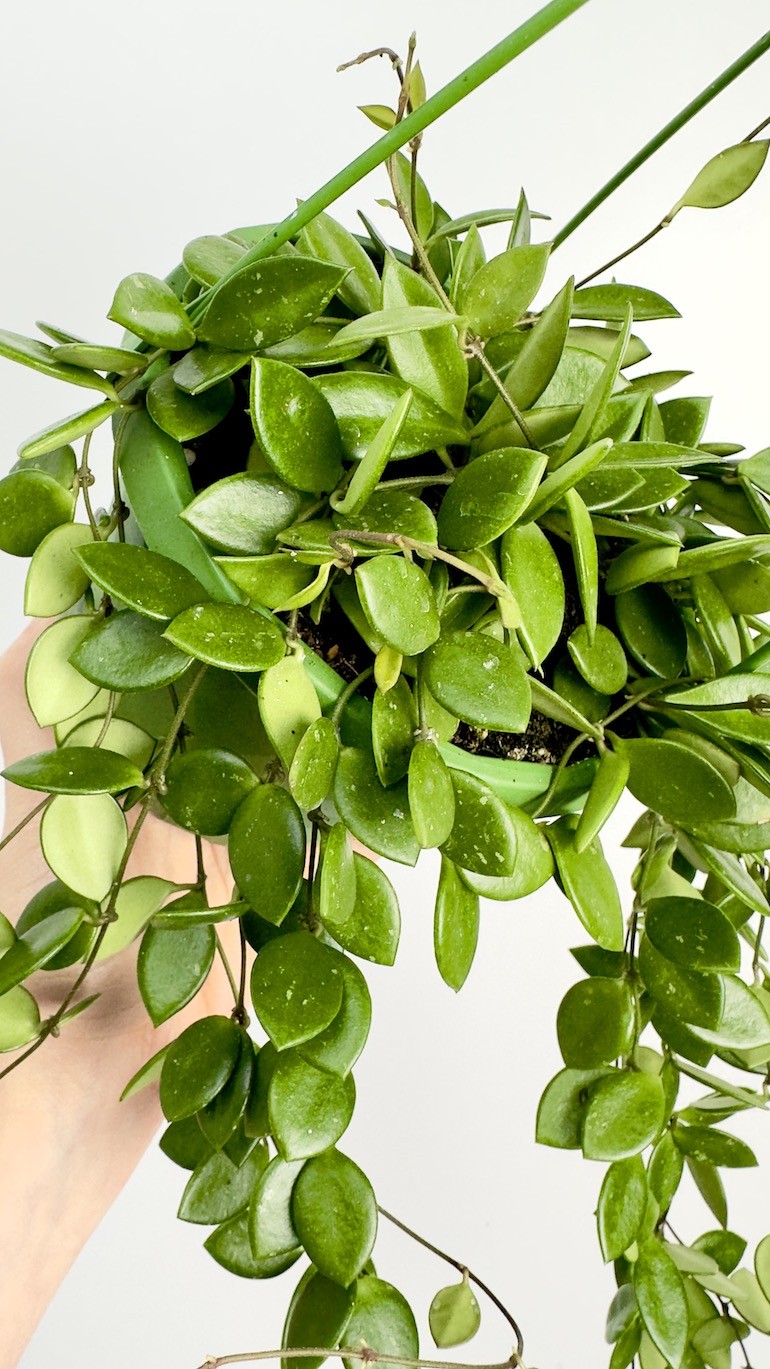 Hoya Picta | Wisząca Hoya