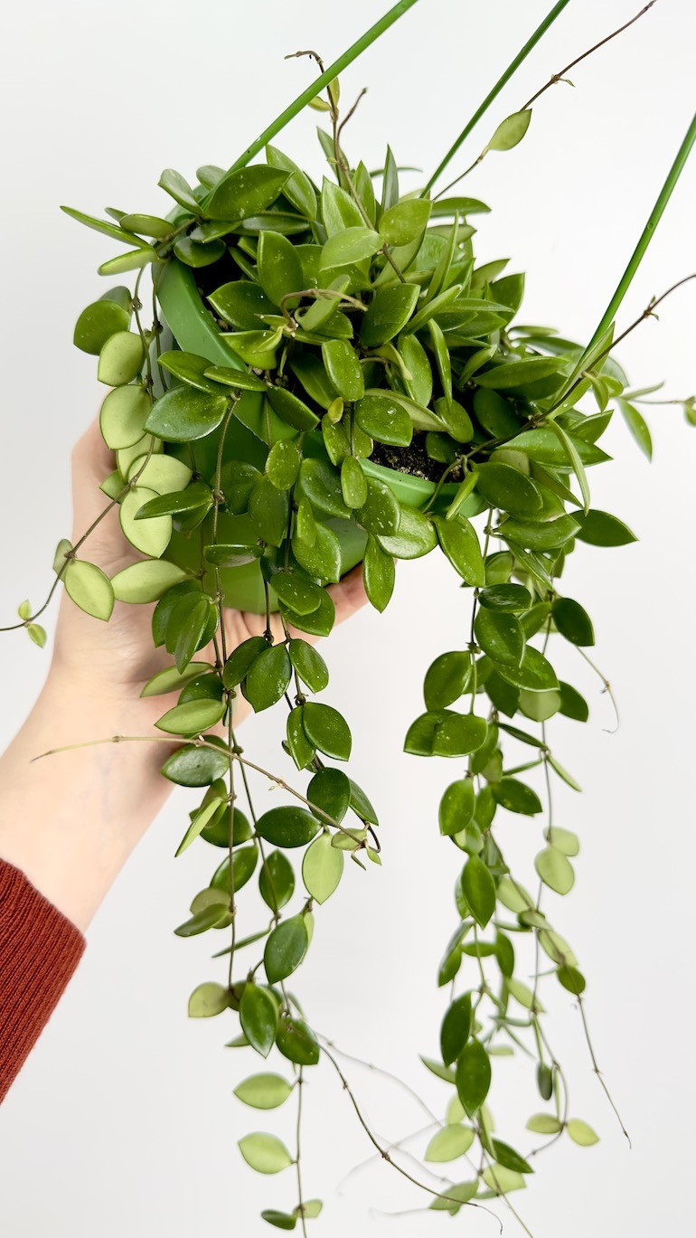 Hoya Picta | Wisząca Hoya