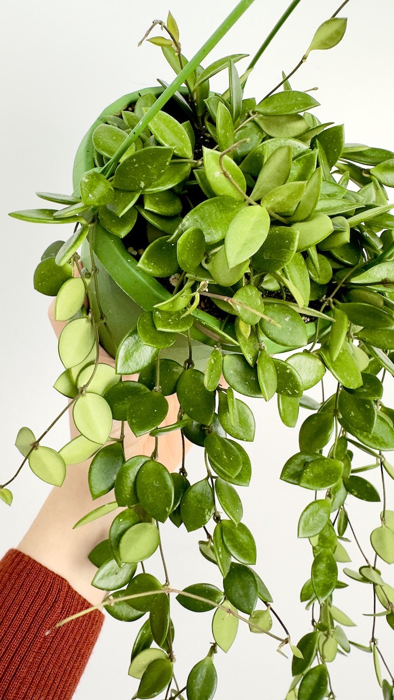 Hoya Picta | Wisząca Hoya