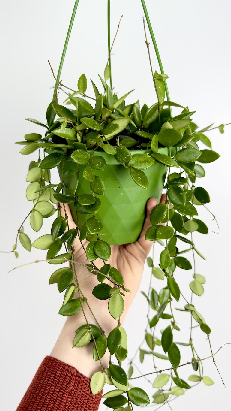Hoya Picta | Wisząca Hoya
