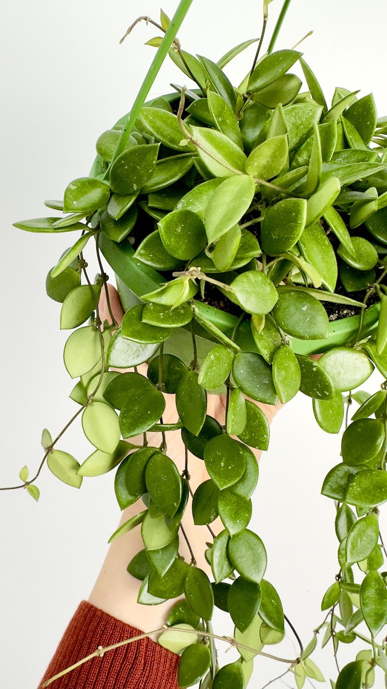 Hoya Picta | Wisząca Hoya