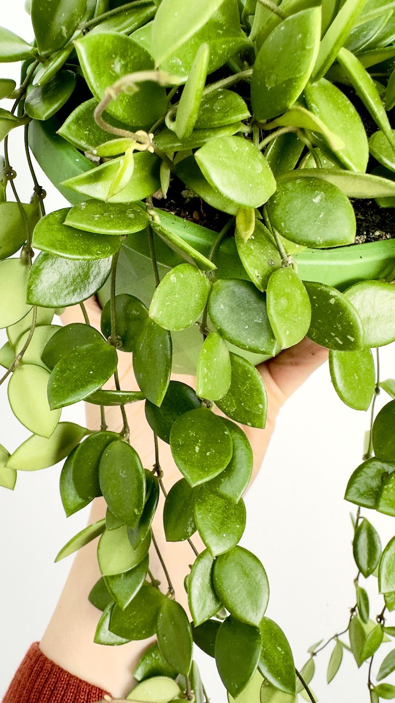 Hoya Picta | Wisząca Hoya
