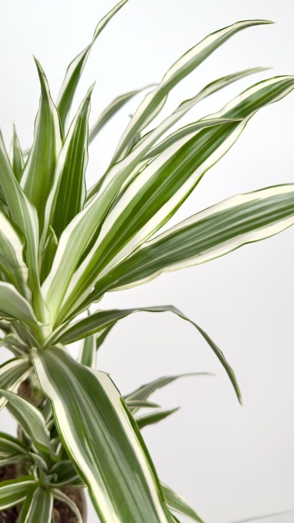 Dracena Overing Gemengd
