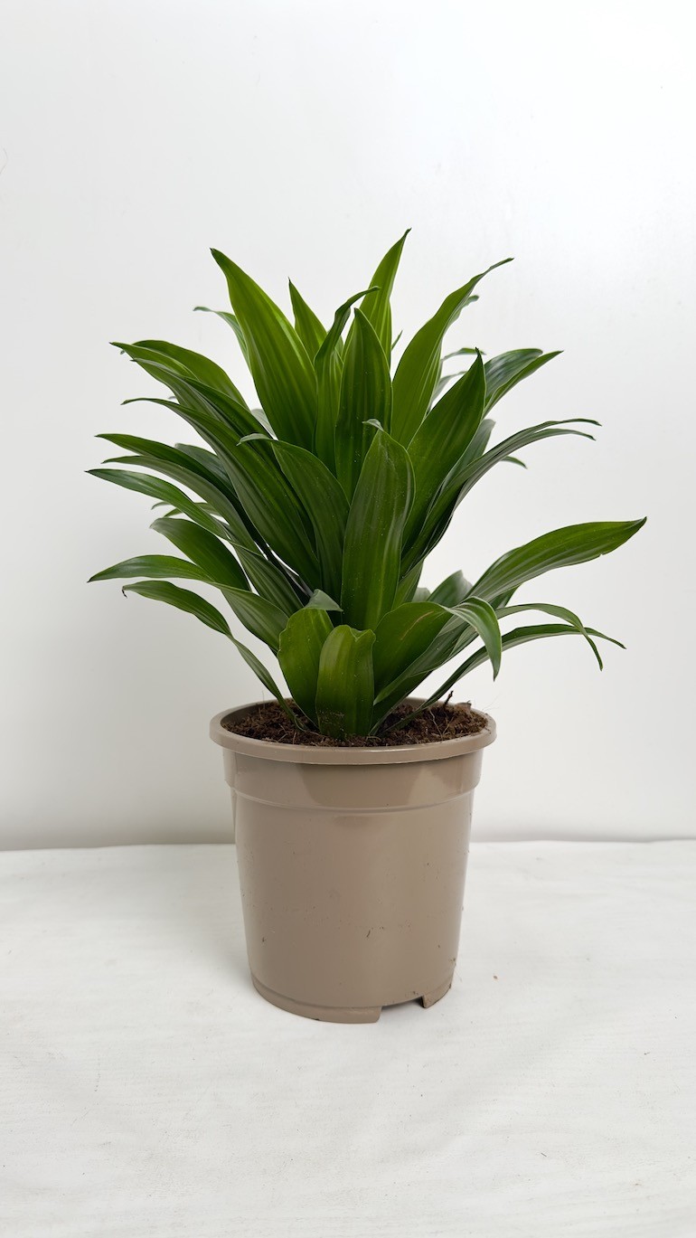 Dracaena fragrans compa – Roślina do Sypialni