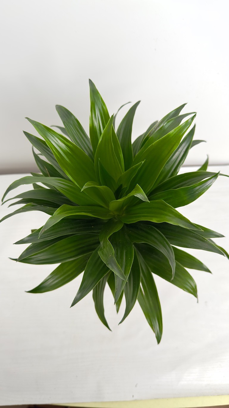 Dracaena fragrans compa – Roślina do Sypialni